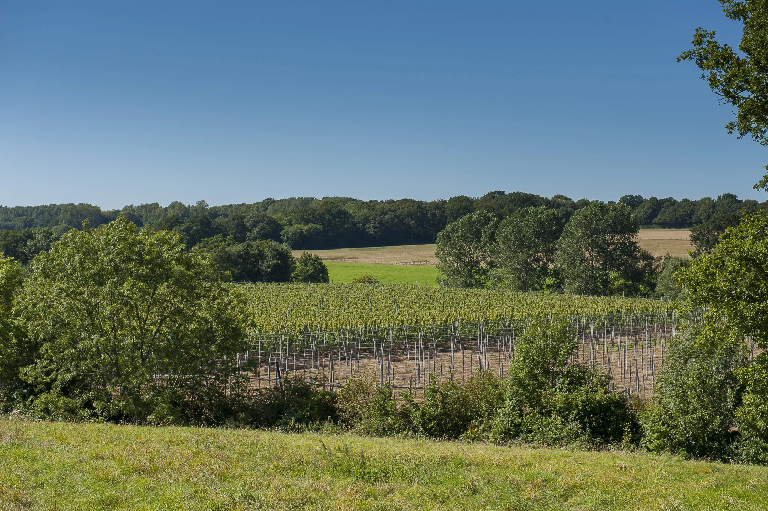 The green vineyards in Goudhurst, with wide open blue skies.