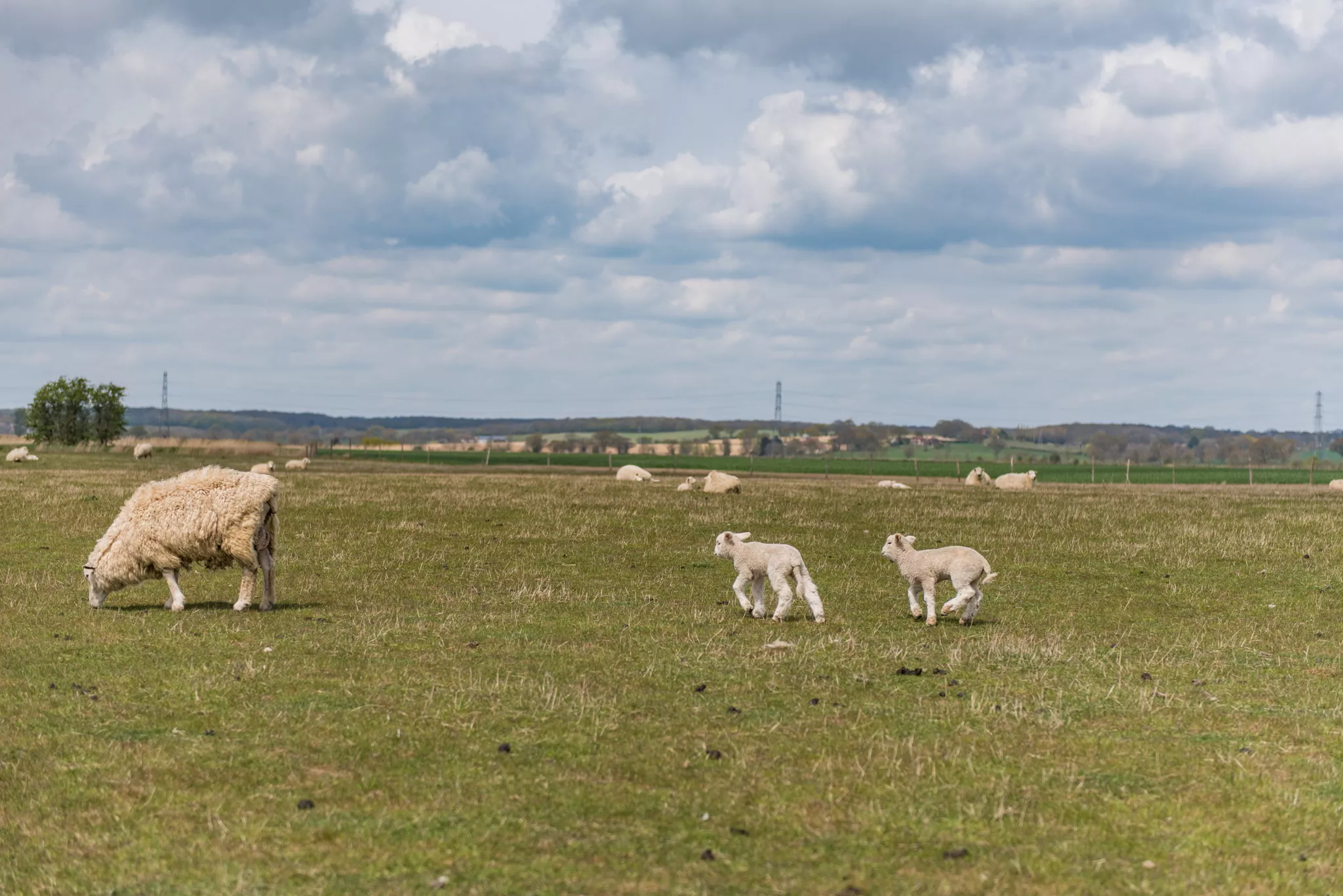 Photo of young lambs playing in a field in Ashford, Kent