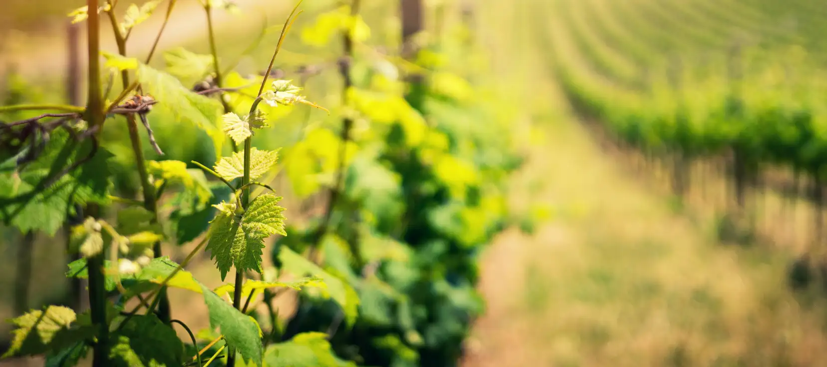 Photo of Vineyards in Kent
