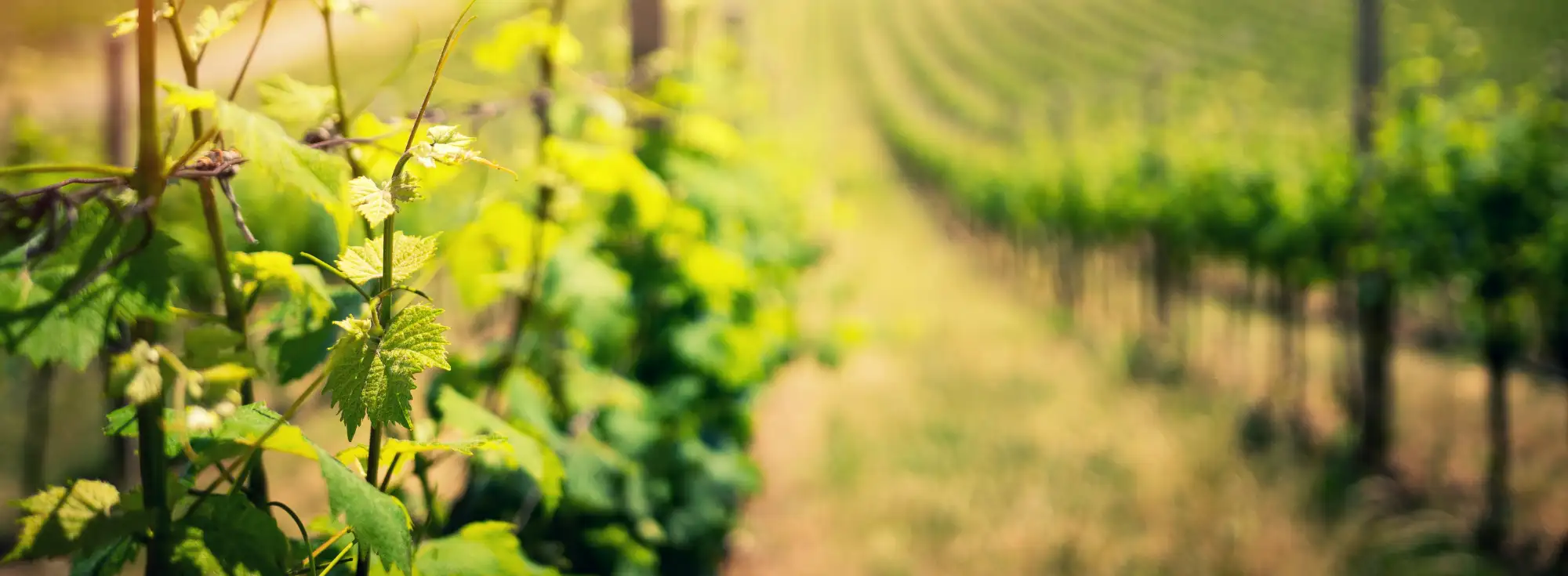 Photo of Vineyards in Kent