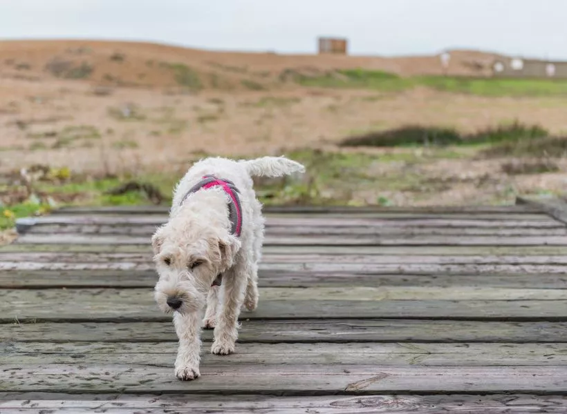 Dog on Dungeness Beach, Kent