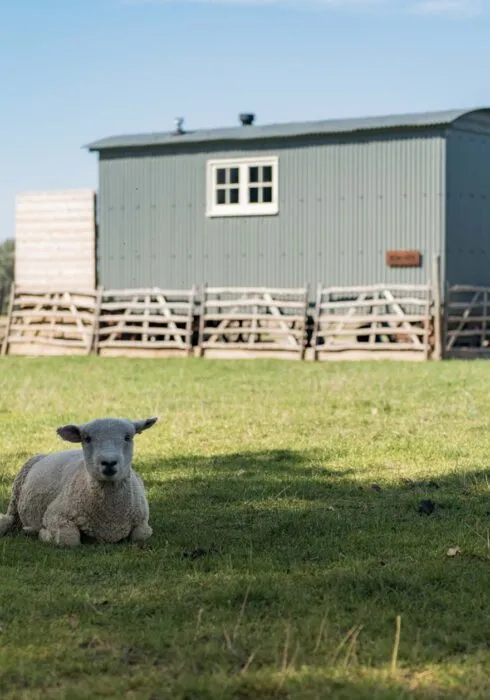 Lambing in Kent
