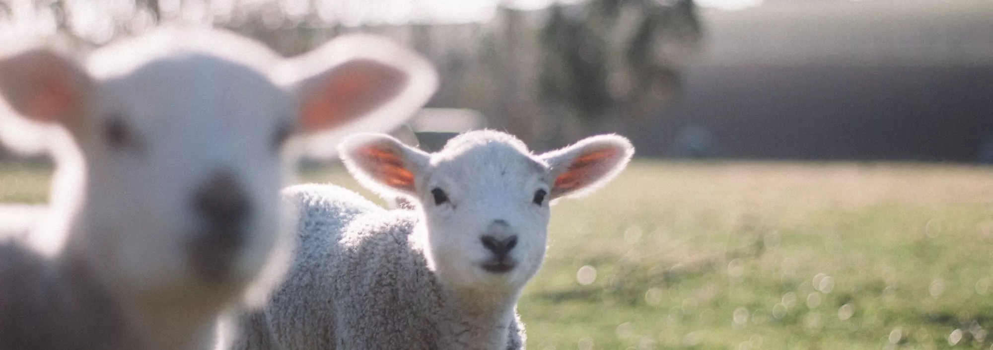 newborn lambs in Kent this Spring