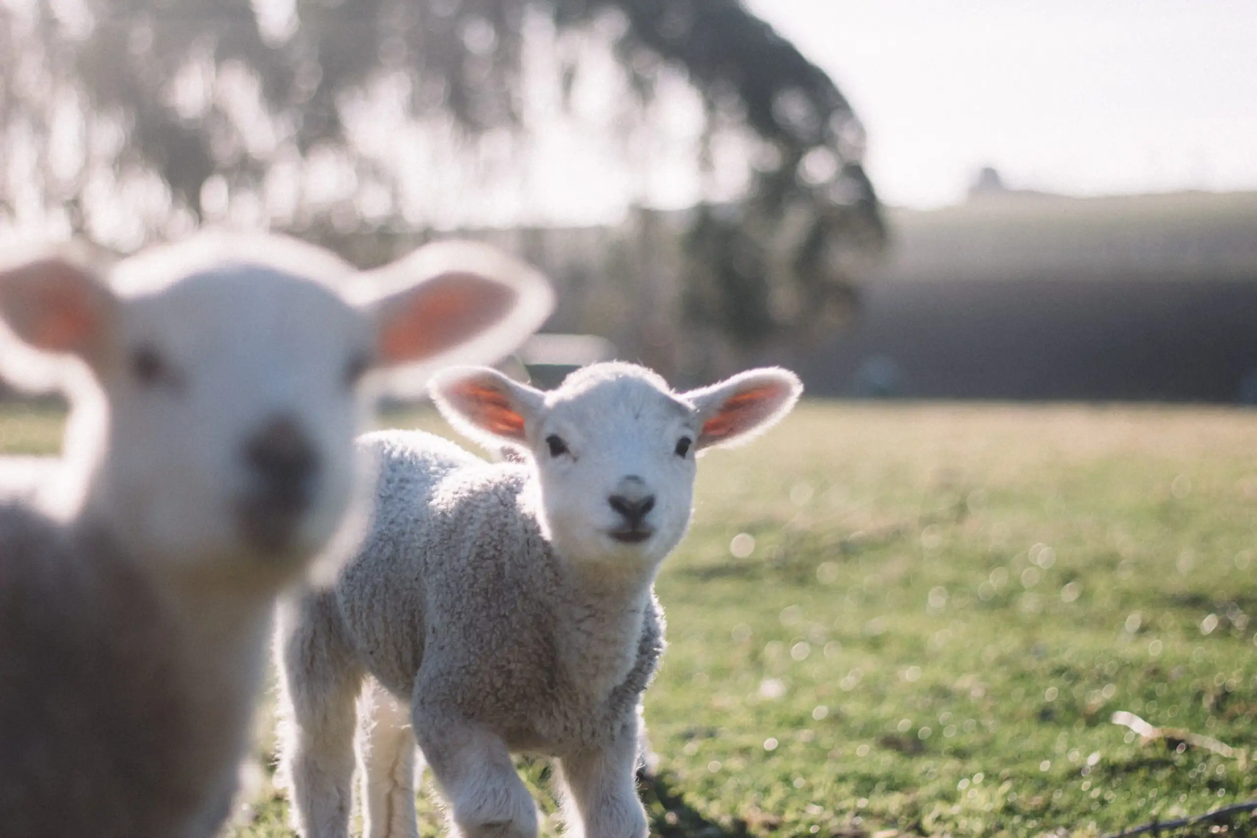 lambs and other easter events in kent | Bloom Stays