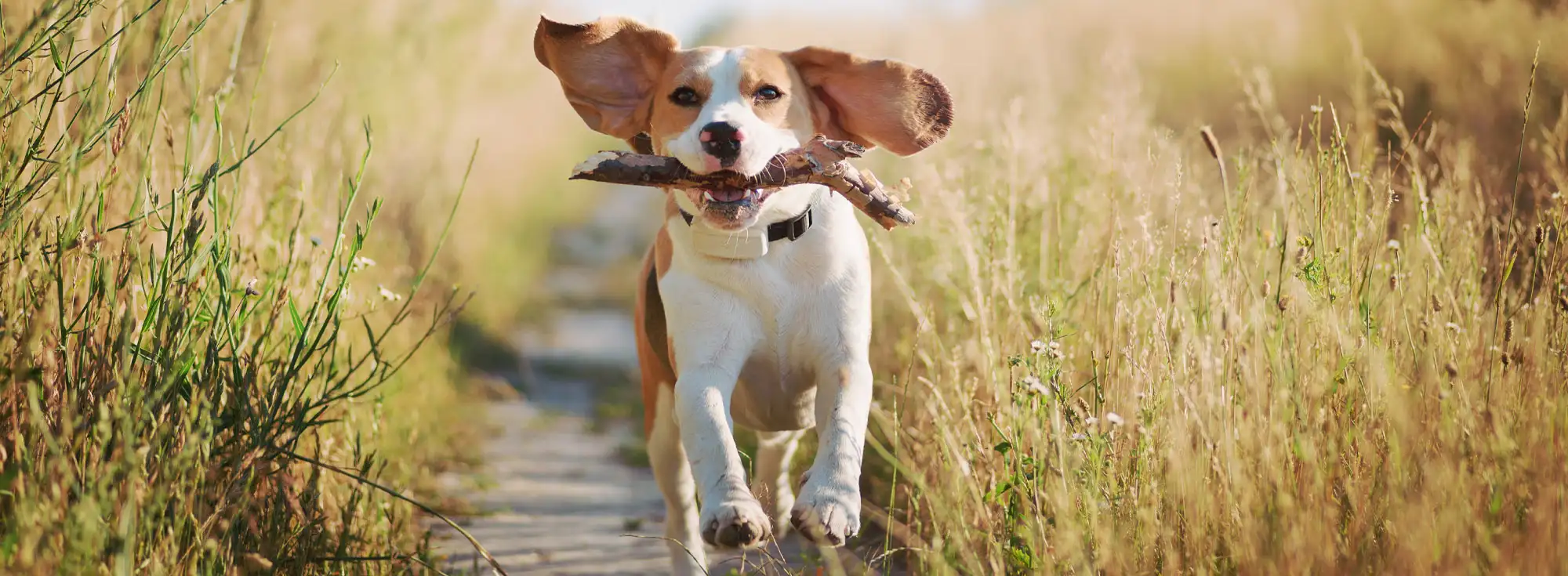 Dog enjoying a beach in Kent