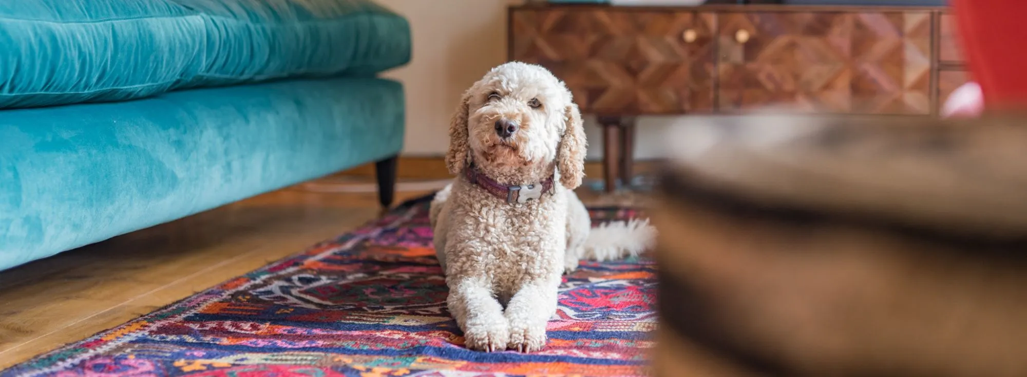 Dog friendly holiday home