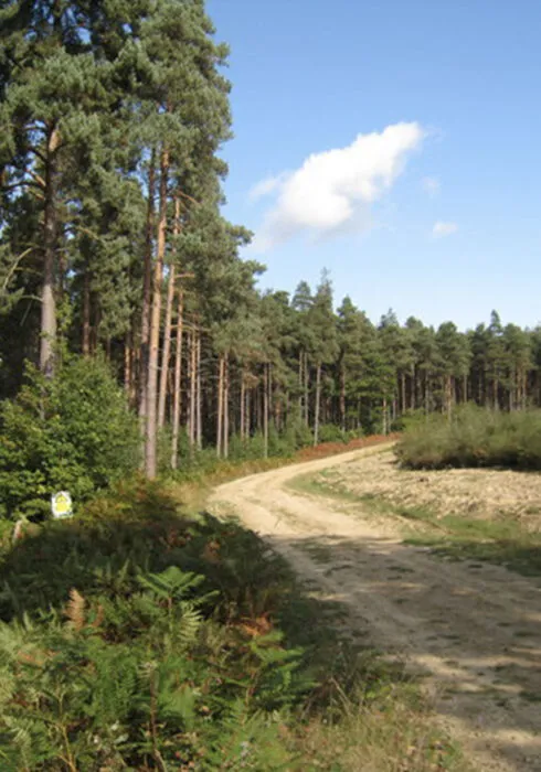 Hemstead forrest in Kent which is a great place for dogs