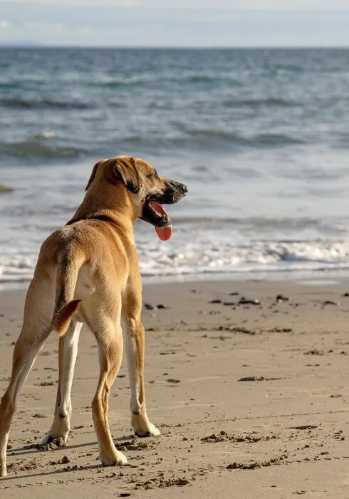 Dog enjoying the sea breeze in Kent