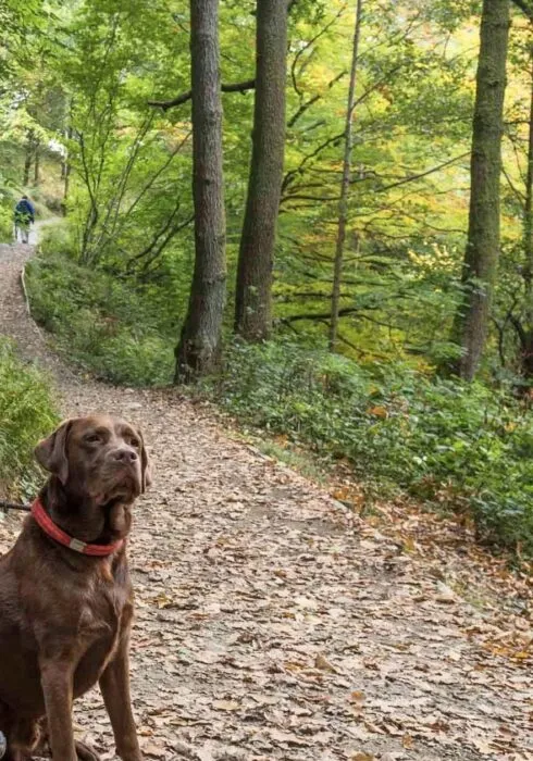 dog friendly woodlands in Kent