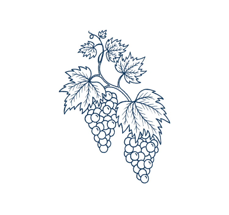 Grapevine illustration