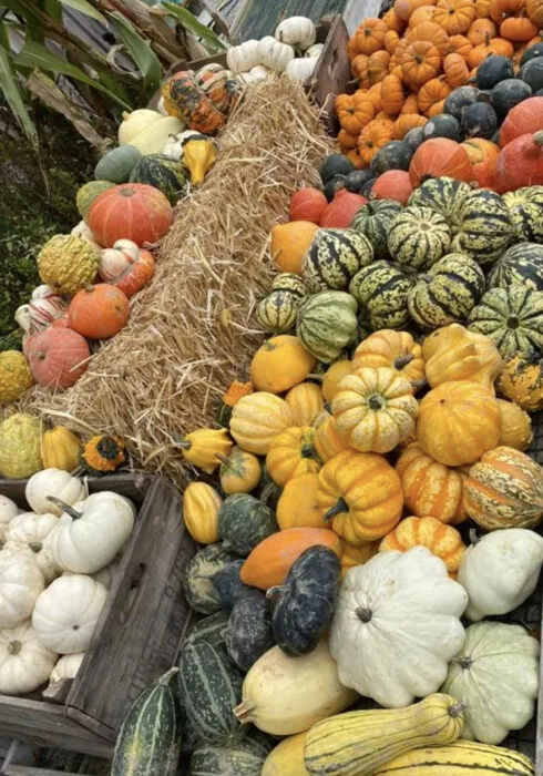 pumpkin picking in kent