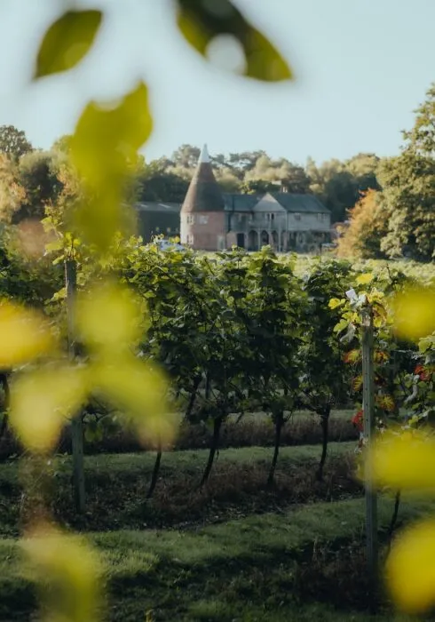 birchden vineyard, near tunbridge wells