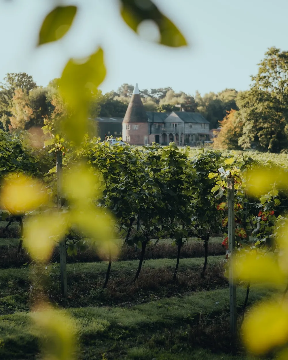birchden vineyard, near tunbridge wells