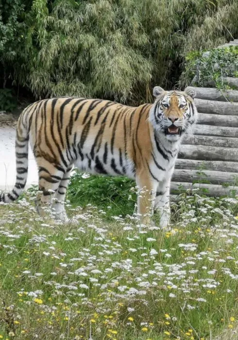 Howletts Zoo