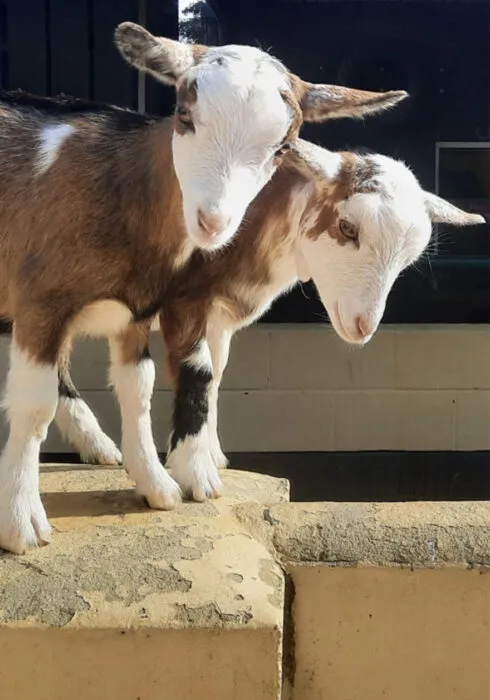 rare breeds centre