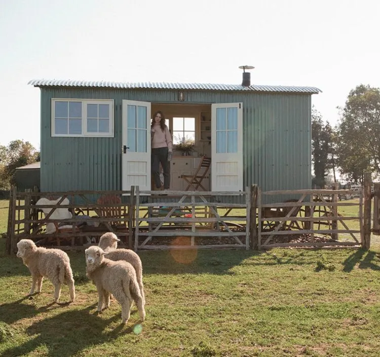 Lambs at Romney Marsh Shepherd's Huts