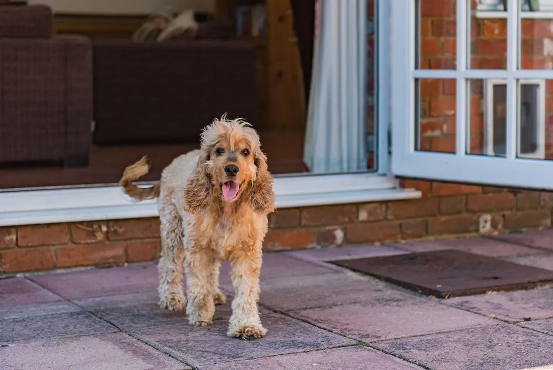 A very happy dog at The Coach House, a Dog Friendly Holiday Home in Kent