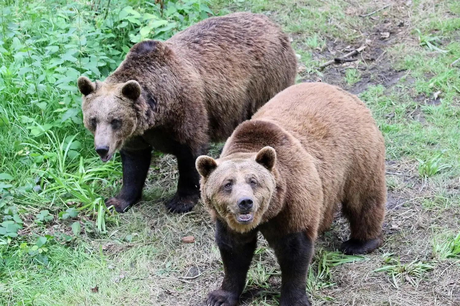 Wildwood Trust Kent