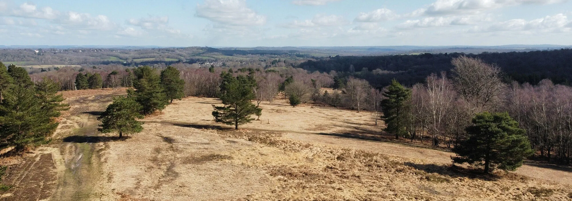 A wide shot of the Ashdown Forest heathland, in Sussex, UK