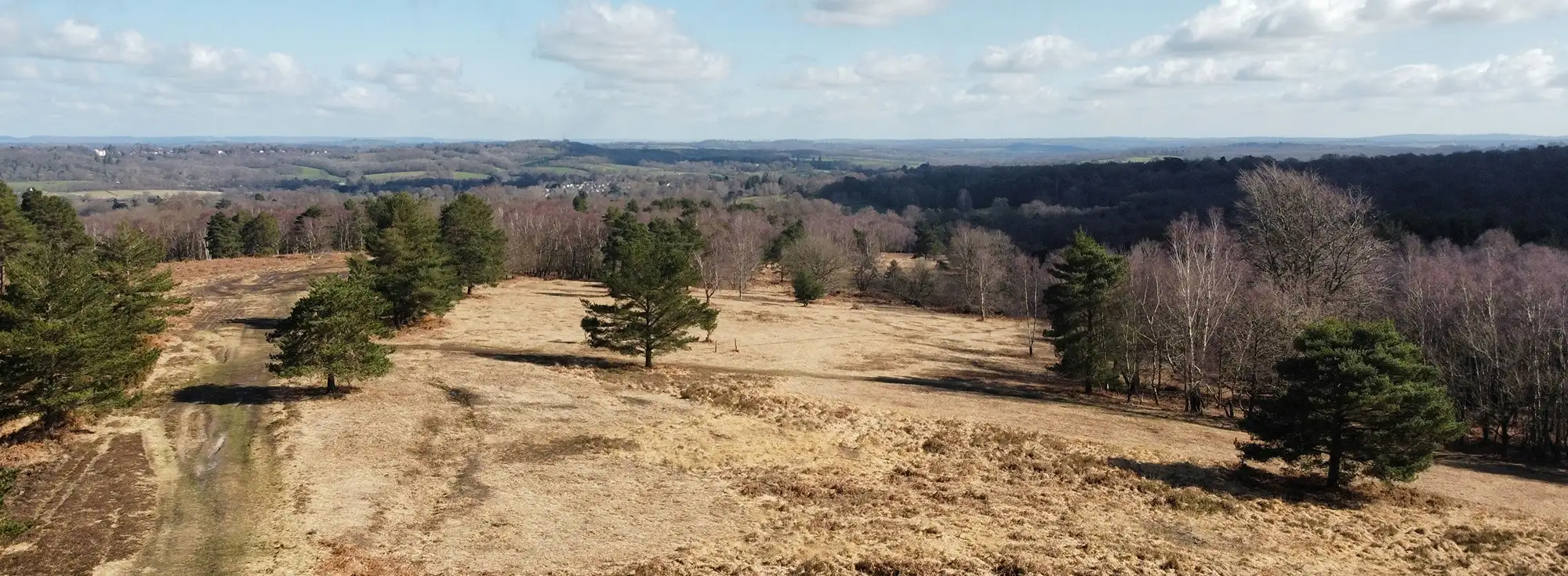 A wide shot of the Ashdown Forest heathland, in Sussex, UK