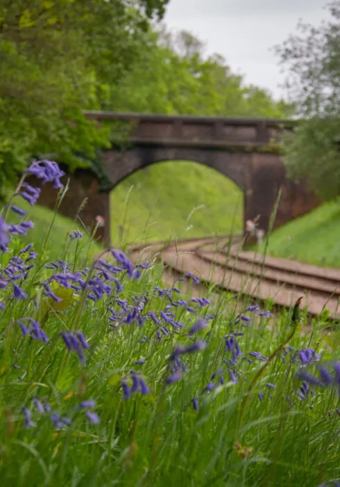 A bluebell verge looks over an old railway track at the Bluebell Railway, Sussex, UK