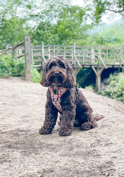 A brown cockapoo sits facing the camera, with Pooh Bridge, Ashdown Forest (best known from the Winnie the Pooh books) in the background
