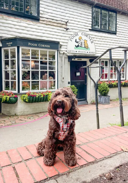 A brown cockapoo sat outside Pooh Corner – a Winnie the Pooh gift shop – in Hartfield, UK