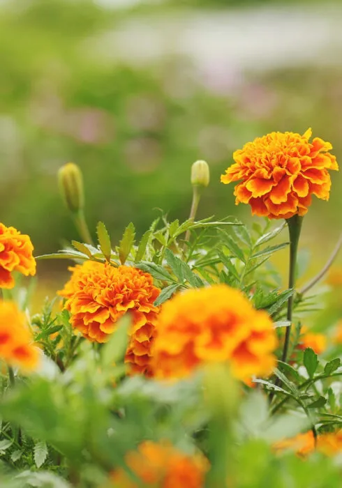 Beautiful Mexican Marigolds at Wakehurst, UK
