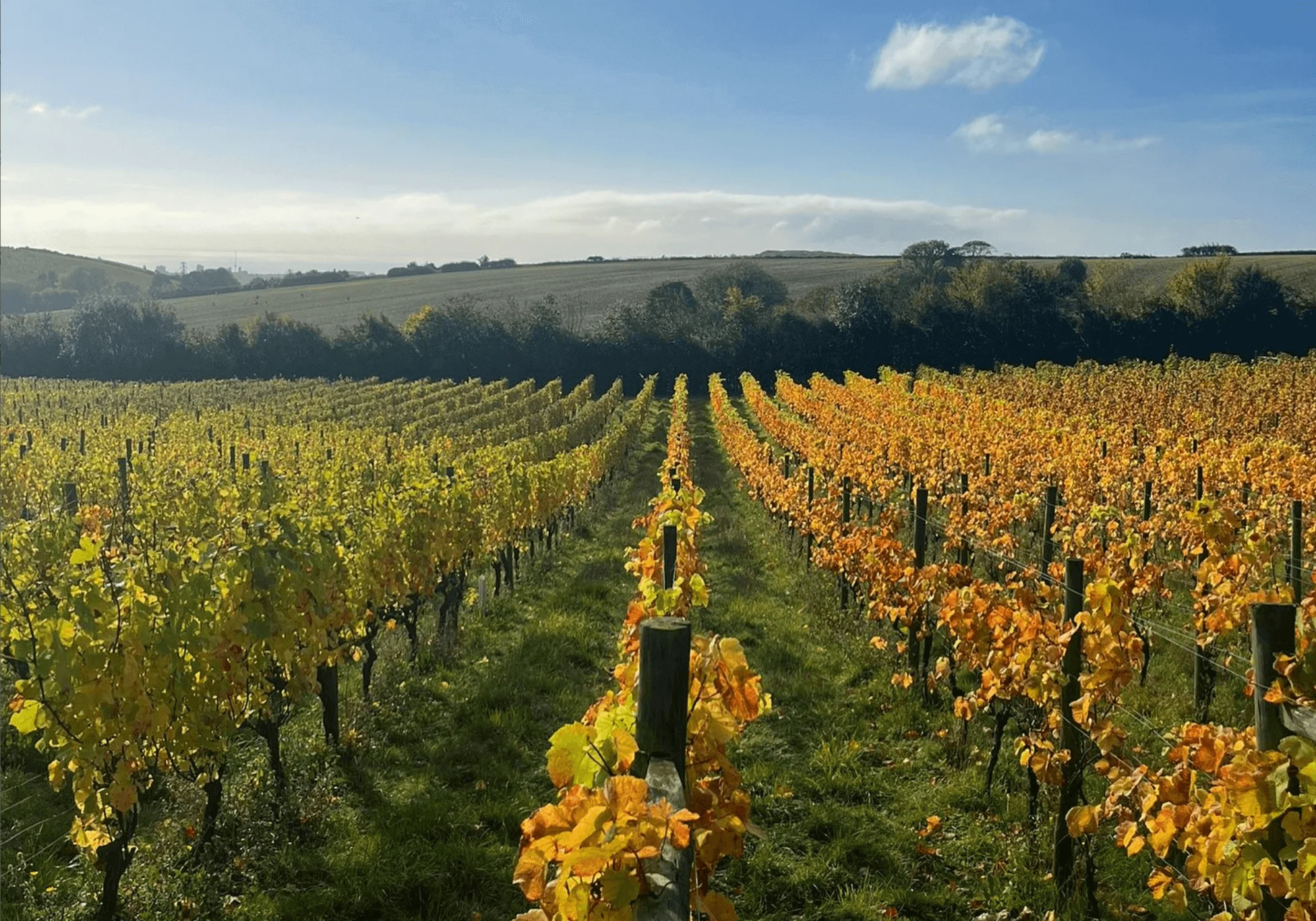Terlingham Vineyard