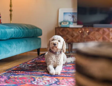 A dog lying down on a patterned rug in Lower Standen Farm, in Kent