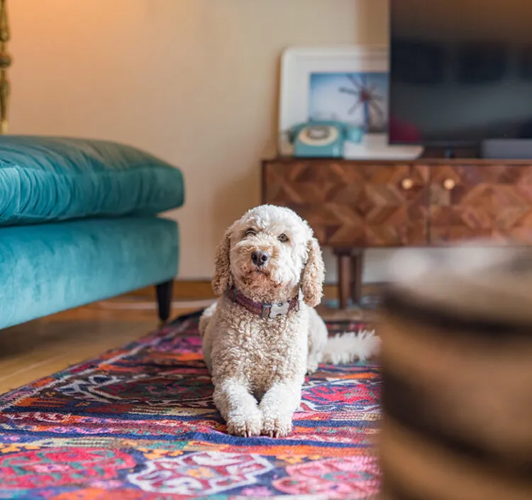 A dog lying down on a patterned rug in Lower Standen Farm, in Kent