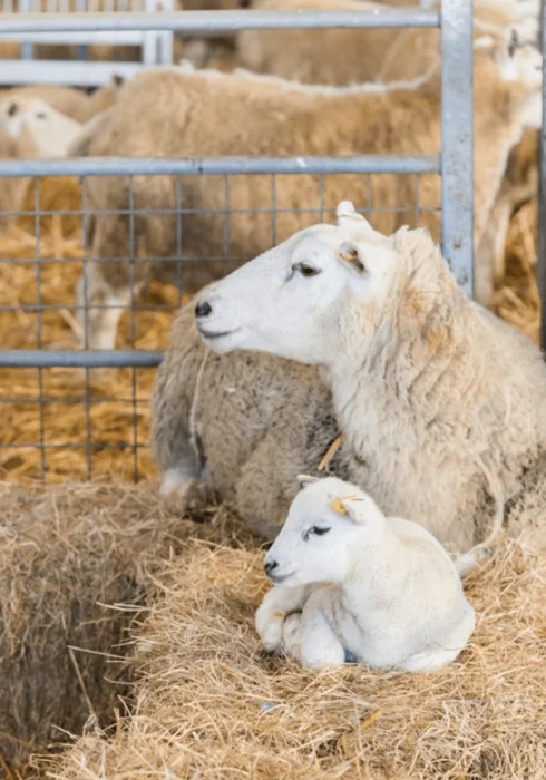 Sheep and their lambs at Four Winds Farm in Tunbridge Wells