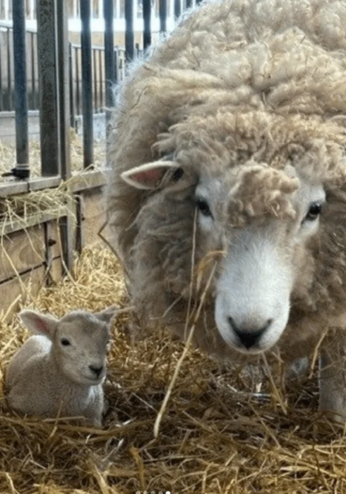 A sheep and it's new born lamb at Hadlow Collage in Kent