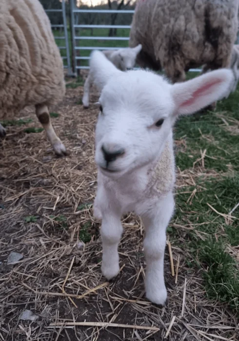 A new born lamb at Little Fant Farm