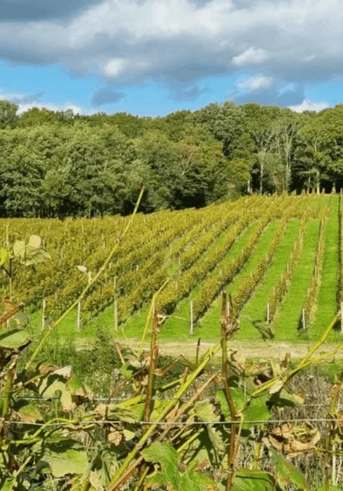 Bluebell Wines, vineyard in East Sussex | Bloom Stays