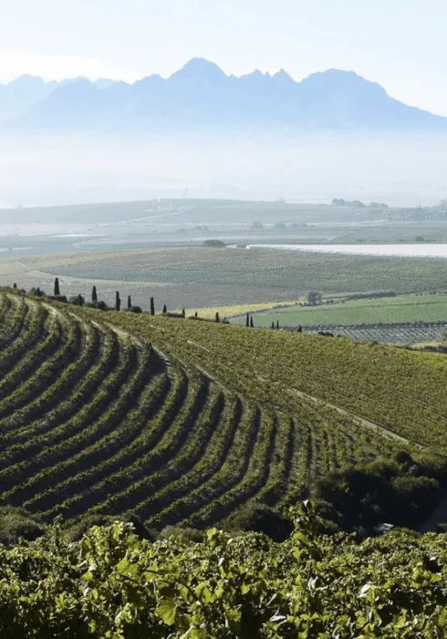 Mousehall Wines, vineyard in East Sussex | Bloom Stays