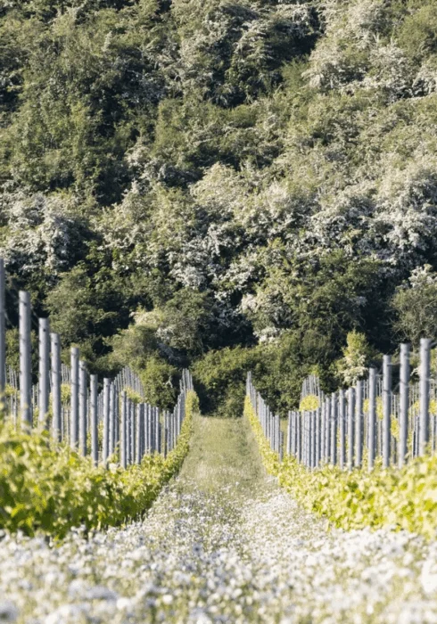 Rathfinny Estate, vineyard in East Sussex | Bloom Stays