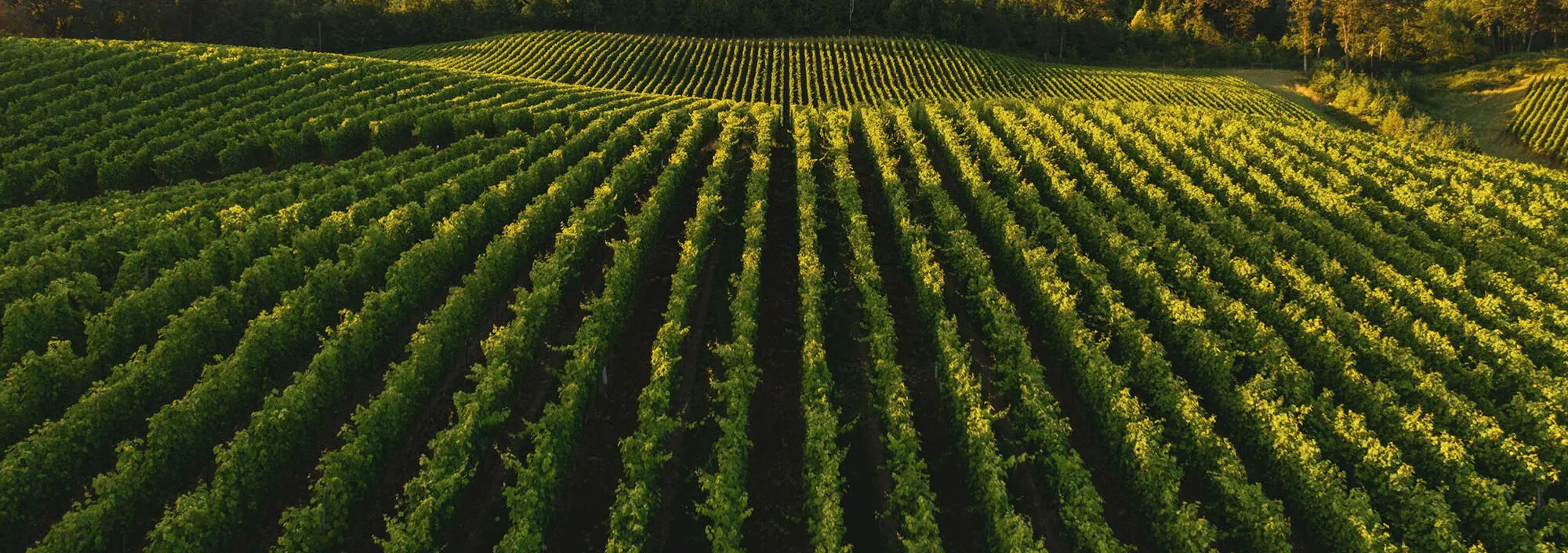 East Sussex Vineyards blog | Bloom Stays