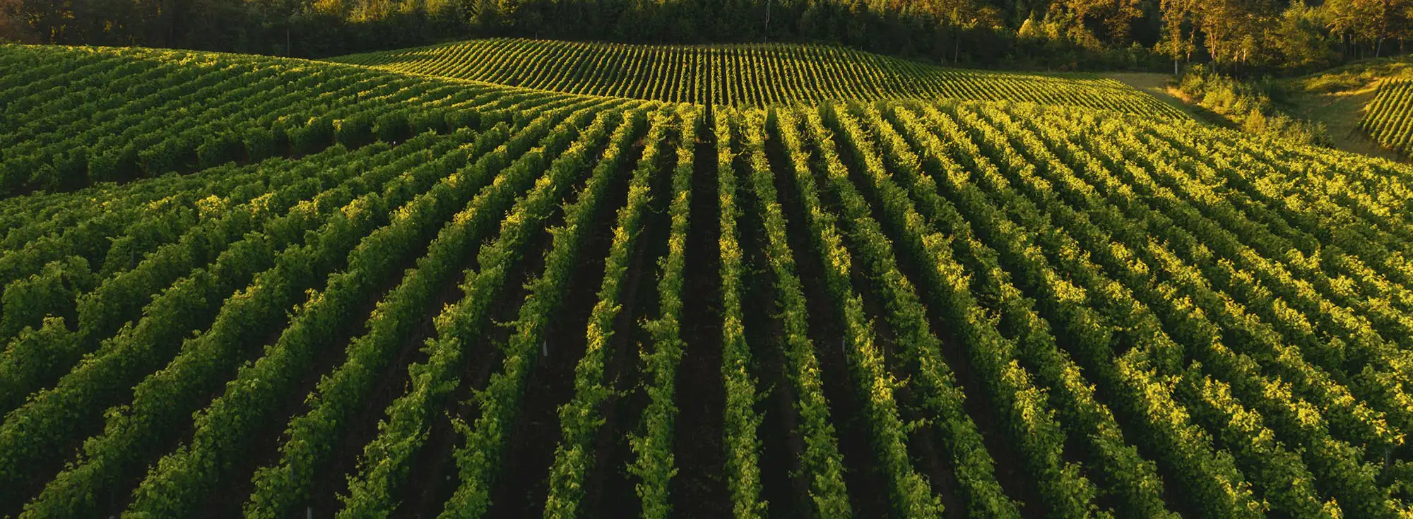 East Sussex Vineyards blog | Bloom Stays