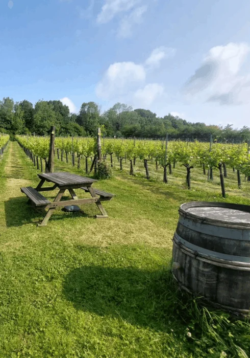 Wildwood Wines, vineyard in East Sussex | Bloom Stays