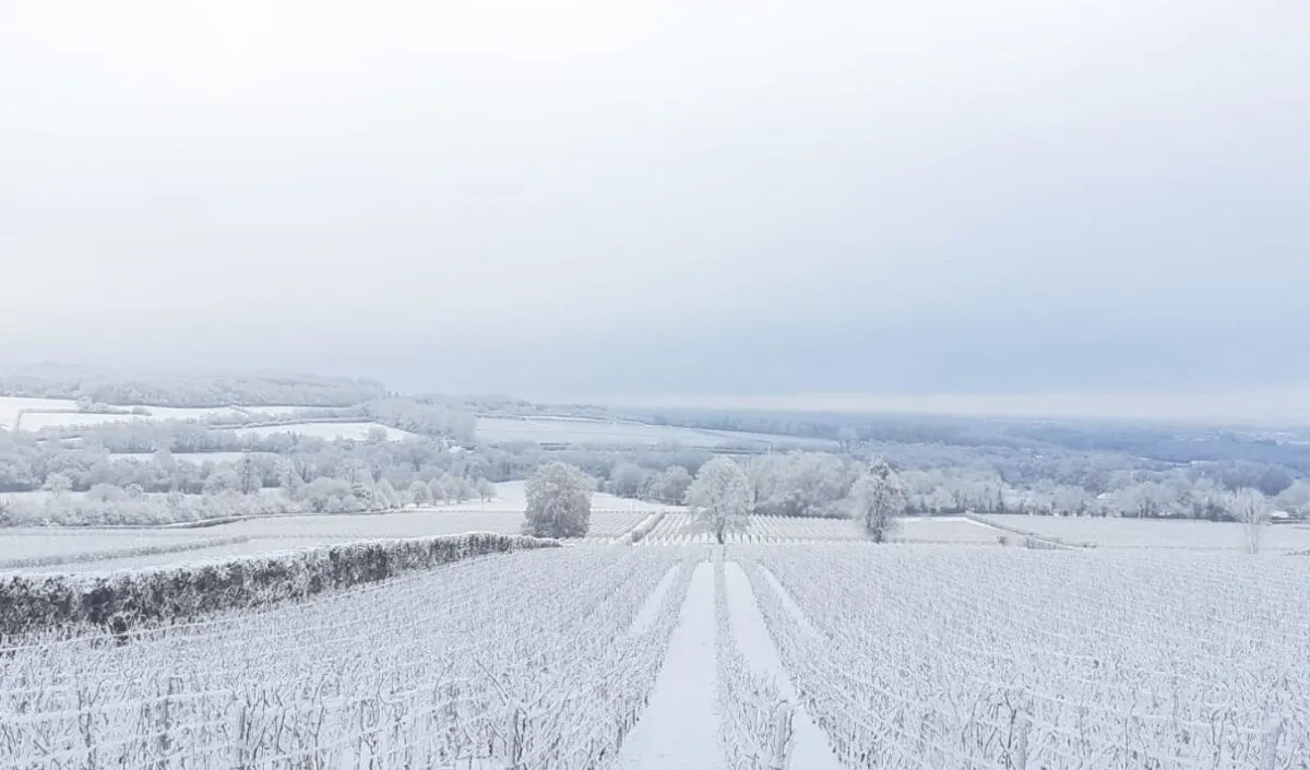 winter vineyards in kent | Bloom Stays