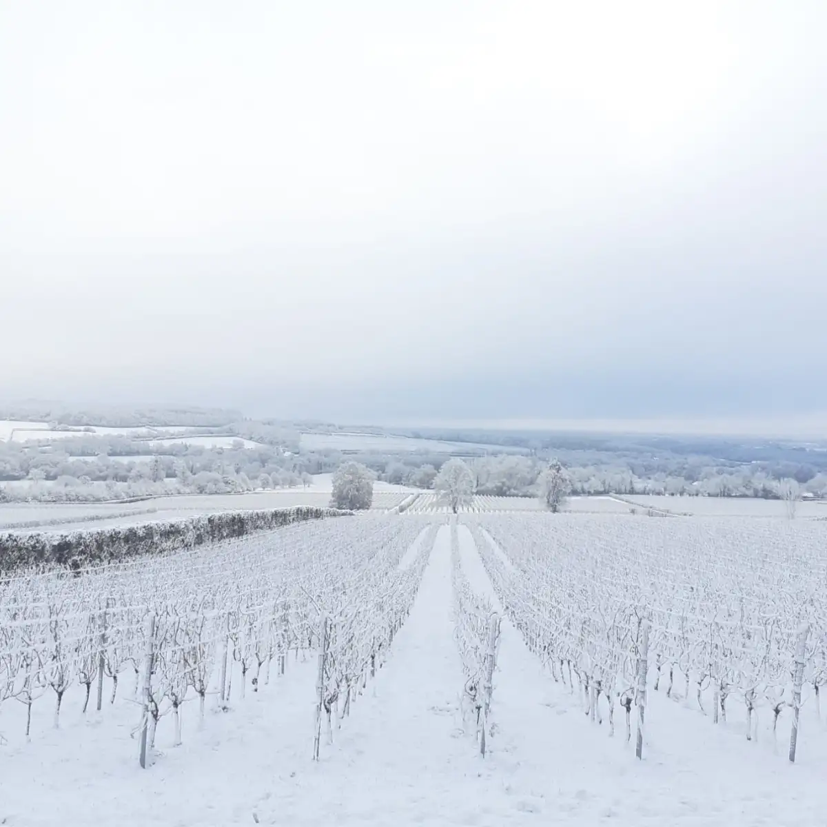 winter vineyards in kent | Bloom Stays