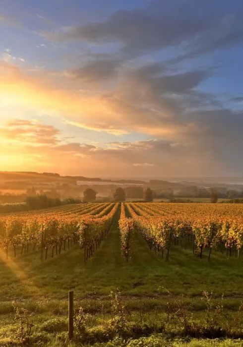 autumnal vineyard in kent | Bloom Stays