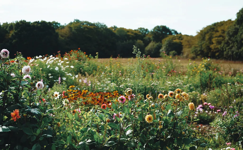 Beautiful field full of wild flowers