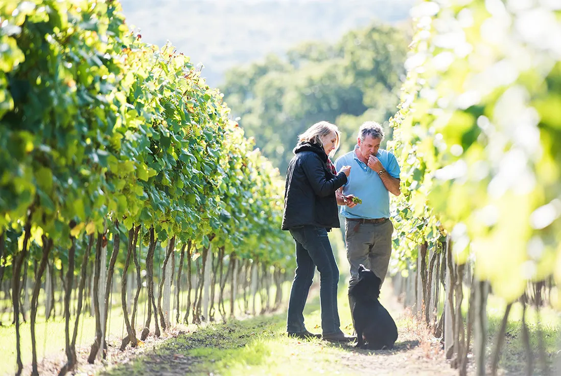 two people tasting grapes in a vineyard with their dog